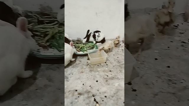 kelinci#shorts смотреть онлайн