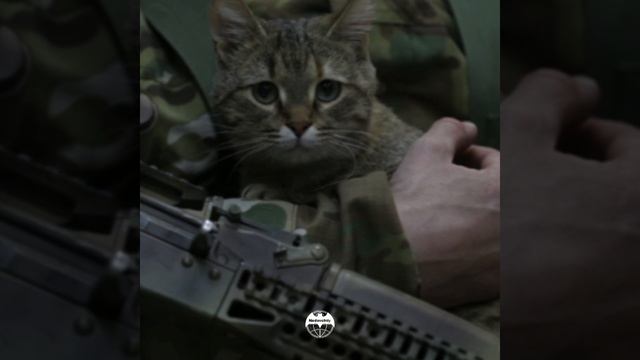 Сборник эдитами связаными с СВО❤️🩹 смотреть онлайн