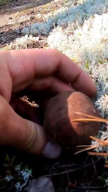 Белые грибы на каждом шагу. Сбор грибов Сказочная Карелия смотреть онлайн