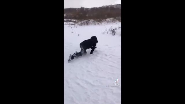 дикий снюсоед смотреть онлайн