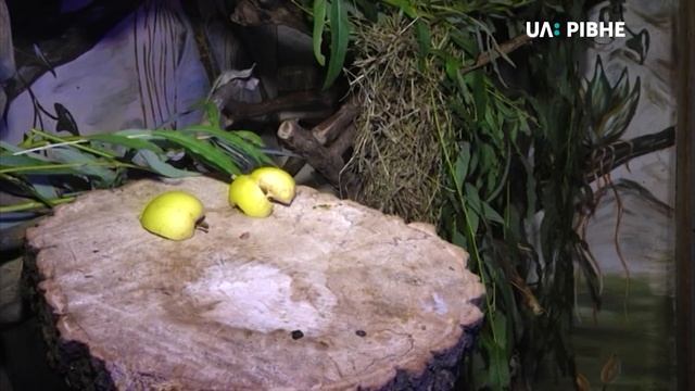 Поповнення в зоопарку: самець та самка дикобразів звикають один до одного смотреть онлайн