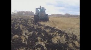 Уборка пшеницы - результаты 2-й недели. Что делать с викой?