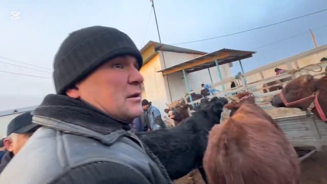 хазорасп мол бозори нархлари смотреть онлайн