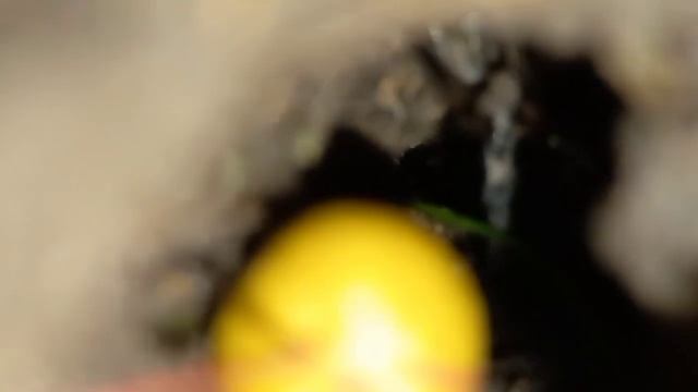 Ловим тарантула!😱 смотреть онлайн