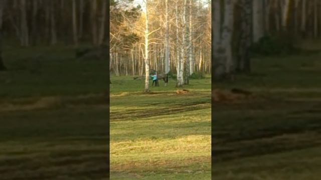 Заездка кабылы 2 года без седла и узды в первый раз смотреть онлайн