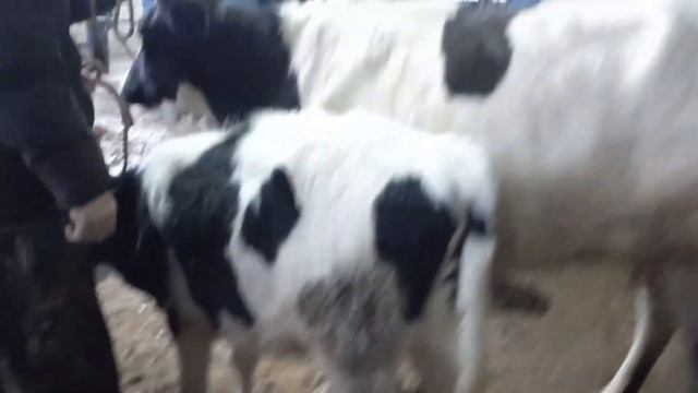 Мол бозор Гулакандоз Моли арзон👍🇭🇺🇭🇺