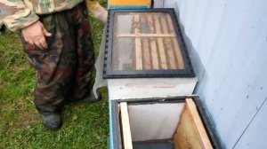 Продажа пчелопакетов 2023