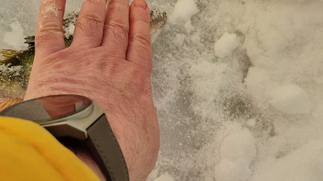 *Р_Н_Д_Л *выпуск 25.01.25