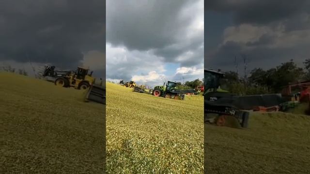trator claas esteira na silagem #viralshort смотреть онлайн