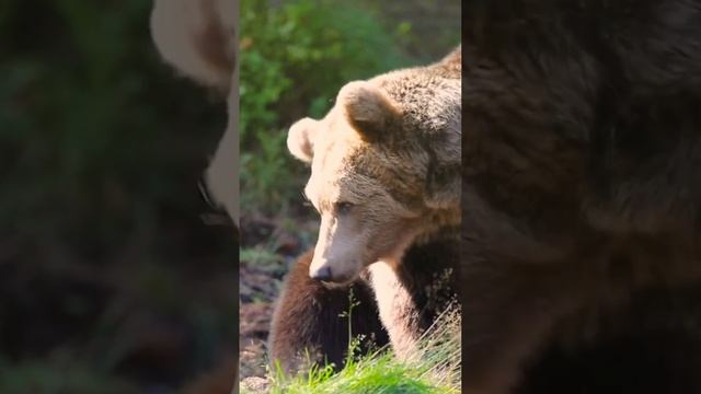 Kodiak Bear Size Comparison: How Does It Measure Up Against Other Bears? смотреть онлайн