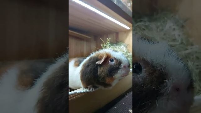 Не все свинки ОРУТ. Толя МОЛЧА требует еду! Cute Guinea Pig #guineapig смотреть онлайн