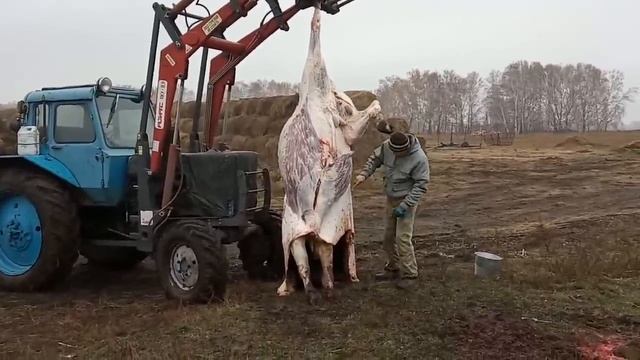 №46 Самый большой бык на сдачу. Реконструкция откормочника часть 1 смотреть онлайн