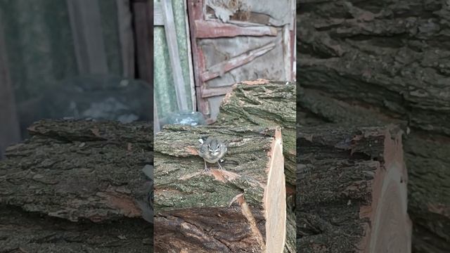 Птенец трясогузки выпал из гнезда смотреть онлайн