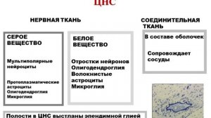 Лекция 2.  Нервная система | Князева Л.А.