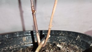 Гортензия плачет 😭