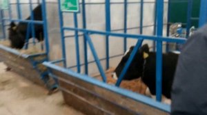 К-701 с полной капиталки, элитные КРС и то, зачем я в НСК? №43