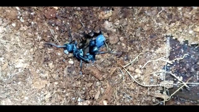 विश्व की सबसे ताकदवर चीटी || World's Strongest Ant || Polyrhachis Armata (Hindi) смотреть онлайн