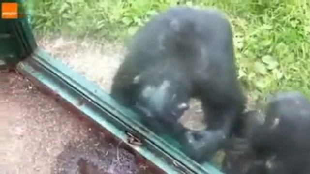 Про обезьян смотреть онлайн