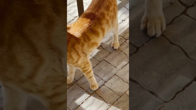🐟🐱 Unveiling the Secret of Meows: Cat Translator Reveals Feline Hunger #catvideo #catlovers #cat смотреть онлайн