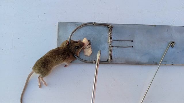 ВЕЧНАЯ МЫШЕЛОВКА смотреть онлайн