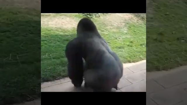 Brass monkey monkey cut смотреть онлайн