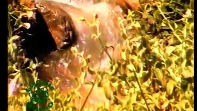 Хотам Юнусов - Бачагиям бекасу танхо гузашт смотреть онлайн