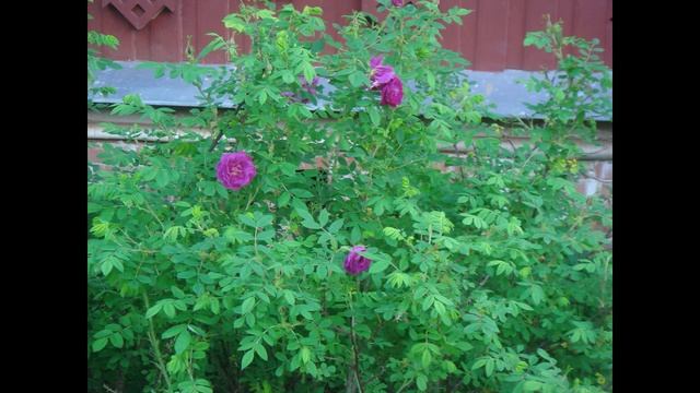 Костромской вояж. Часть 13. Асташово.