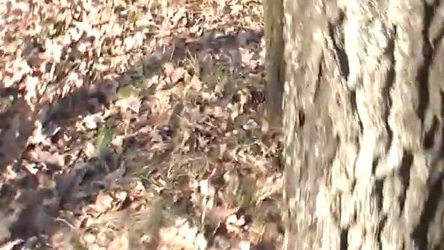 Собираем чернильные орешки. Чернила своими руками смотреть онлайн