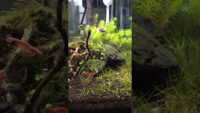 Planted Tank first week co2 смотреть онлайн