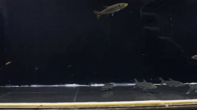 Tanzaniae, Forskalii Tiger Fish & Black Arowana Feeding смотреть онлайн