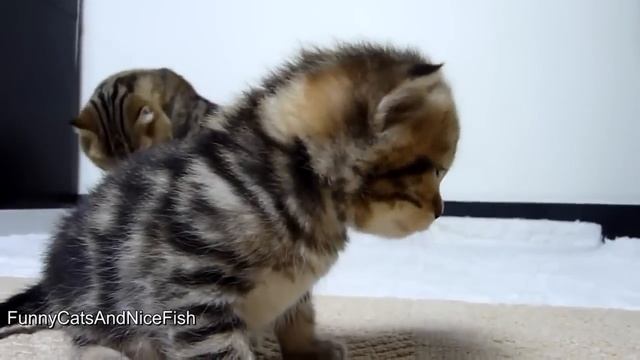 Этот котенок заставит вас смеяться!! смотреть онлайн