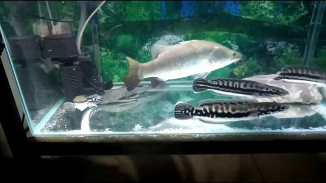 Barammundi with Toman tiger (channa micropletes) and Jaguar cichlids смотреть онлайн