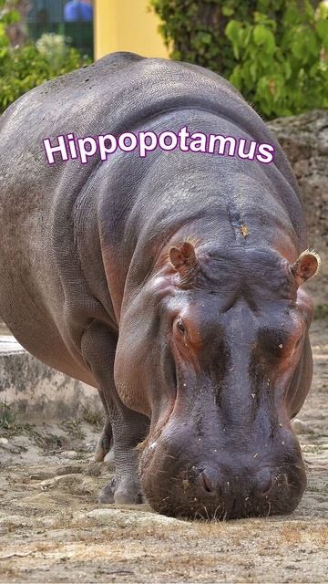 Hippopotamus 🦛 смотреть онлайн