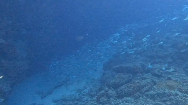 Easy Scuba Dive on Maui 2024: West Maui 2 Tank Dive with Maui Diving, First Dive Post Certification смотреть онлайн