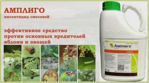 Амплиго - обзор Амплиго - эффективное смесевое средство против основных вредителей яблони и овощей.