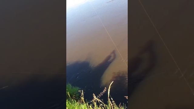 Жерех на Клязьме смотреть онлайн