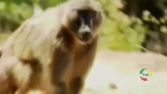 "Звериный инстинкт" с Ириной Притулой. Разговор о политике. TVK 18.01.16 смотреть онлайн