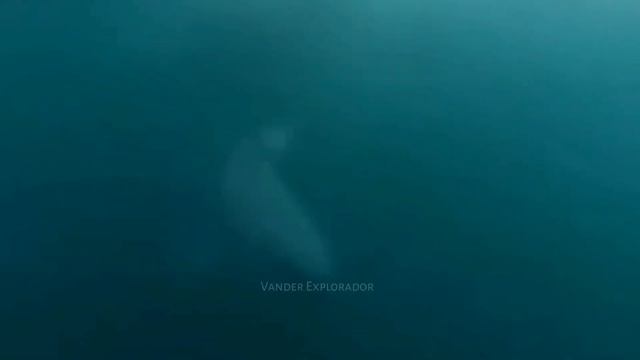 INCREÍBLES ATAQUES DE TIBURONES CAPTADOS EN CÁMARA - Ataque De Un gran Tiburón Blanco 2023 смотреть онлайн