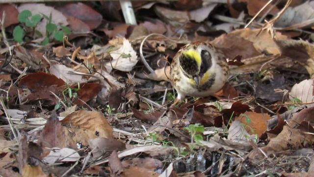 ミヤマホオジロ "Emberiza elegans" の雄と雌。　2015/1/24 смотреть онлайн
