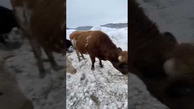 Положился на быка#деревня #животные #ферма #природа #сельскоехозяйство #лес #село # смотреть онлайн