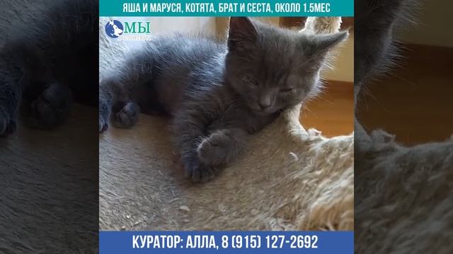 Котята Яша и Маруся (брат с сестрой, около 1.5 мес), ищут любящего хозяина смотреть онлайн