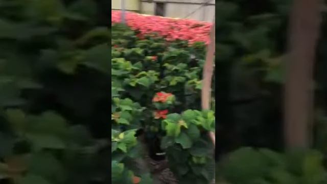 2017 Poinsettia crop City of Fort Wayne by Ben Killham смотреть онлайн