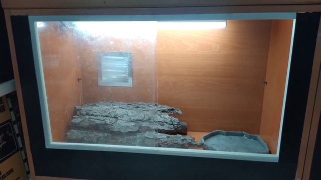 Terrario COMUNITARIO SERPIENTE DEL MAIZ (Pantherophis guttatus) смотреть онлайн