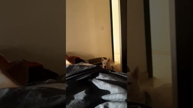 je suis surveille par perla mon chien 😱 смотреть онлайн