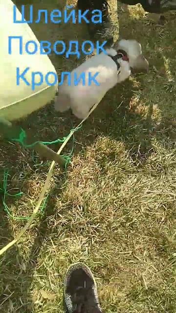 что нужно для прогулки с кроликом смотреть онлайн