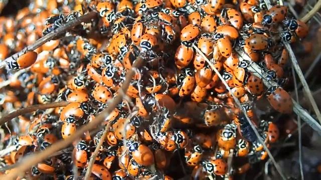 Convergent Lady Beetles смотреть онлайн