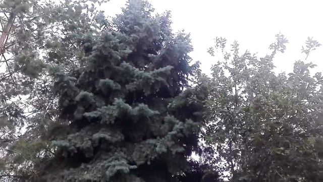 Пение птиц 2 июля 2020 смотреть онлайн