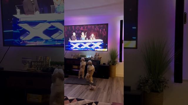 Louis and Charlie love to watch TV American got talent ￼ смотреть онлайн