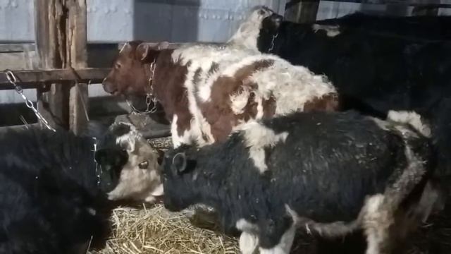 Испытание стимулятора роста НУКЛЕОПЕПТИД на быках №1 смотреть онлайн