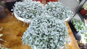 Как сохранить дихондру серебристую зимой .Все 3 способа. Зимовка дихондры серебристой.